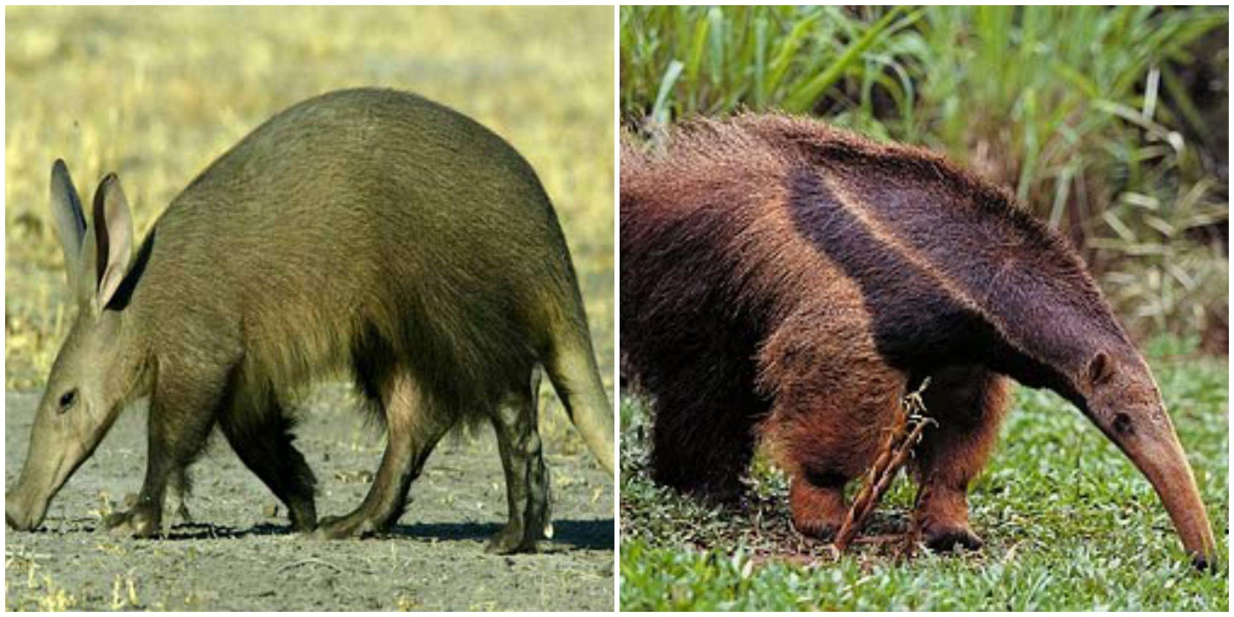 What’s the difference between aardvarks and anteaters? – THE TALON
