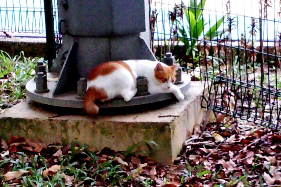 This+napping%2C+feral+feline+looks+harmless.+But+could+it+be+hiding+something%3F