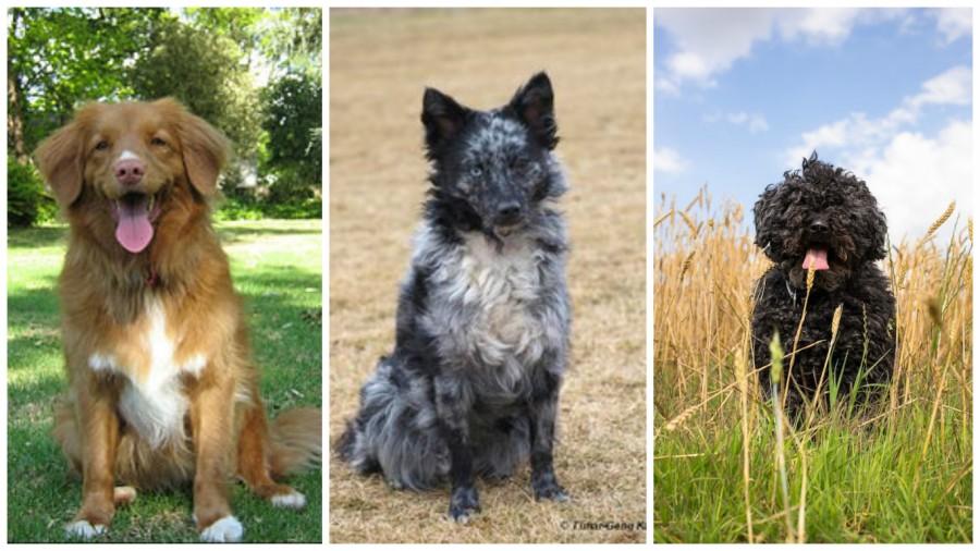 Weird Dog Breeds You Never Knew Existed
