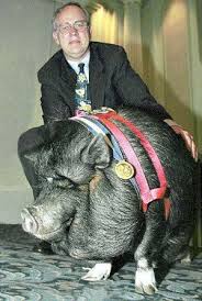 Animal Heroes- LuLu the Pot-bellied Pig
