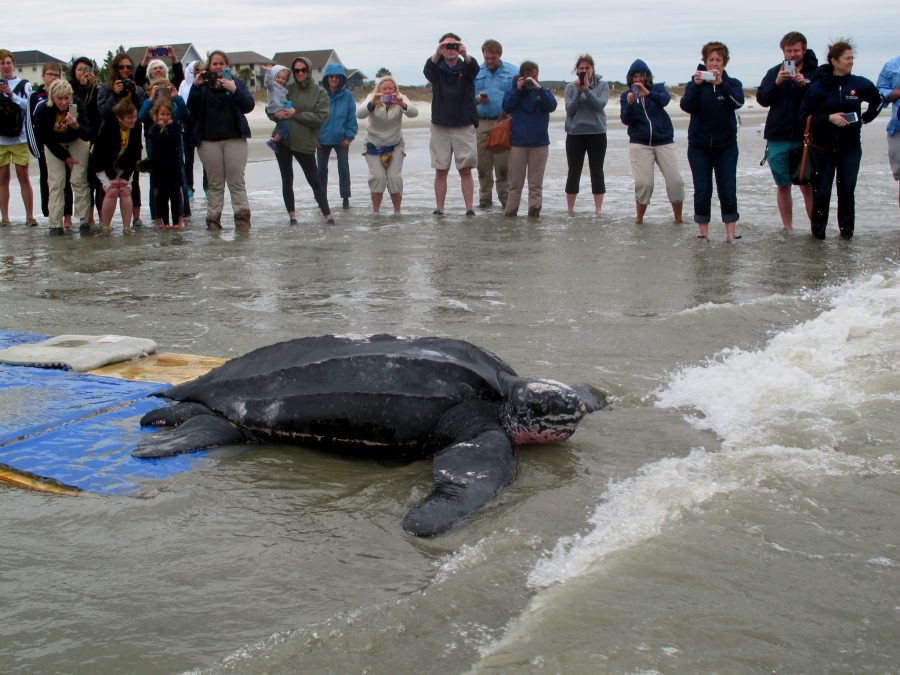 Saving+Leatherback+Sea+Turtles+in+Charleston