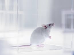 Scientists Discover a Way For Mice to Breathe Out of What?