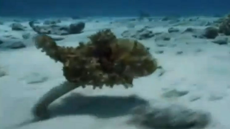 A mimic octopus.