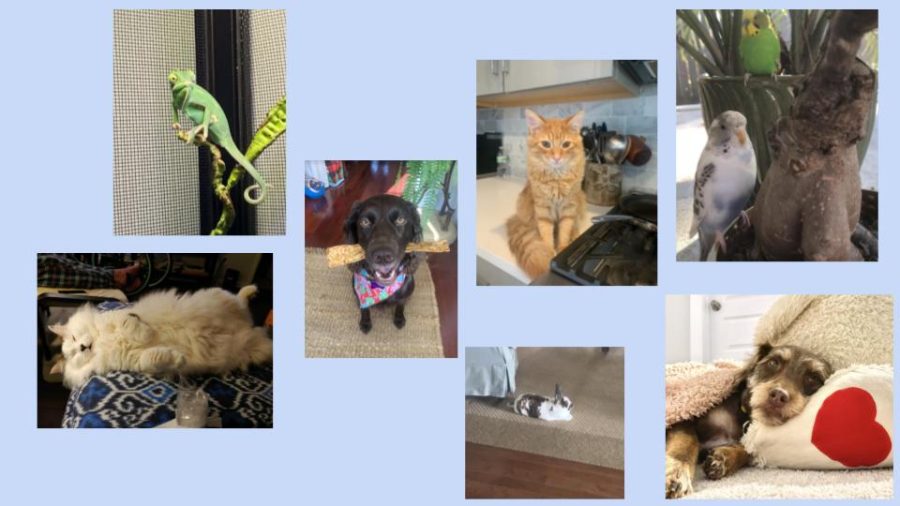 The Many Pets of Academic Magnet