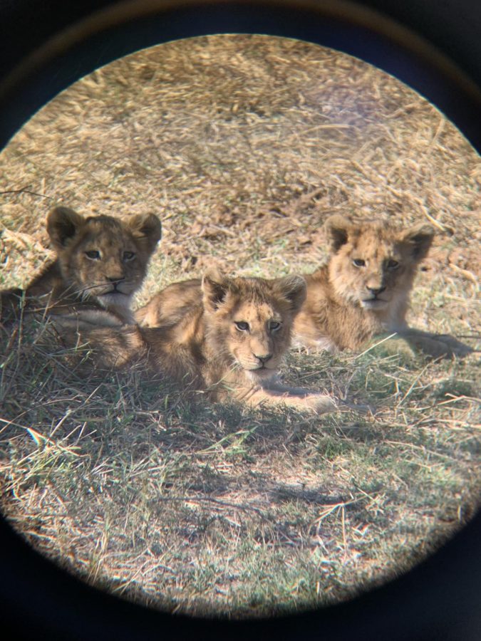 Three cub lions sitting together under the shade. 