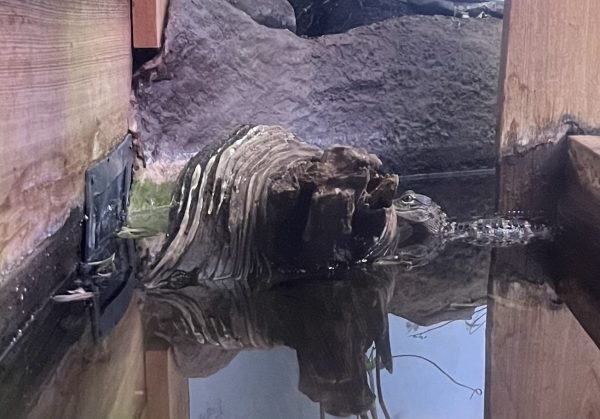 Baby American Alligators at the SC Aquarium