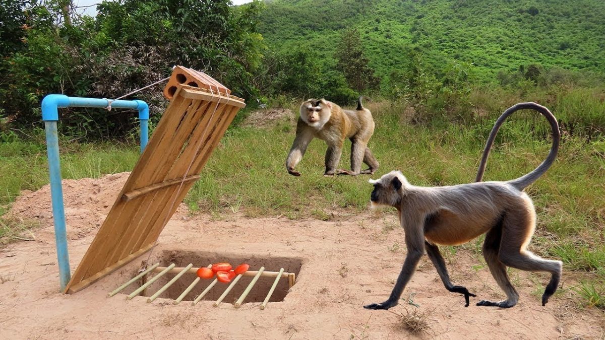 How to Capture the Remaining Escaped Monkeys; A Guide