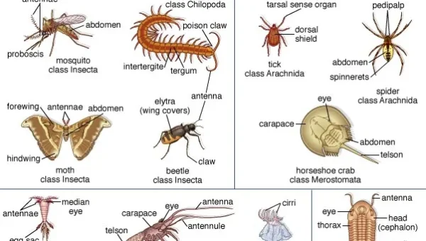 What Arthropod Are You?