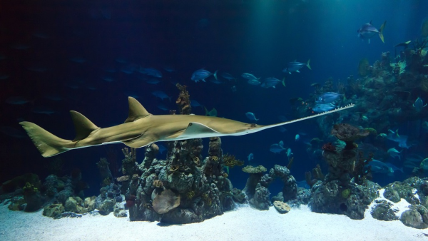 Stock image of a saw shark swimming in an aquarium.