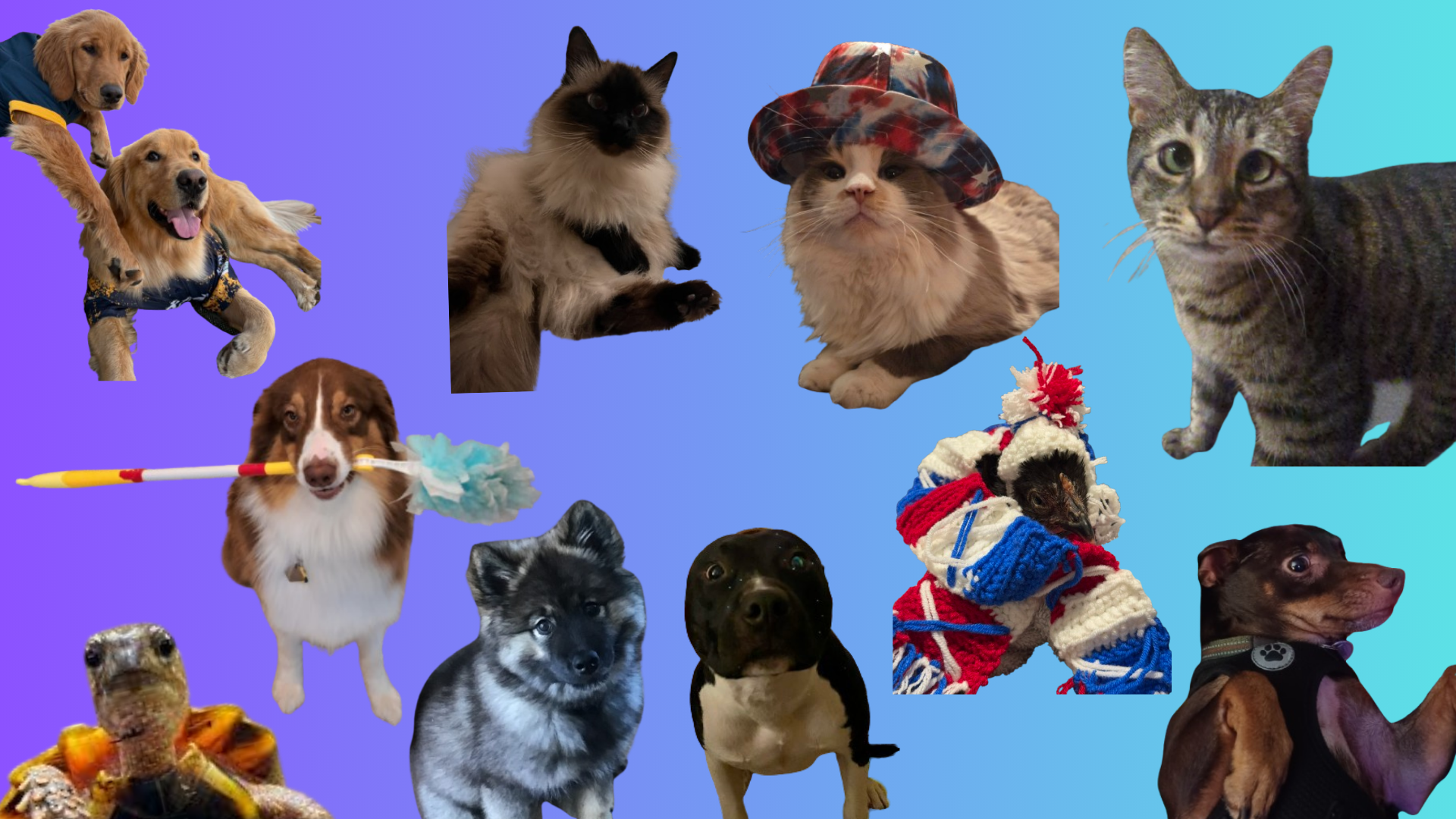 Pet Spotlight – part two