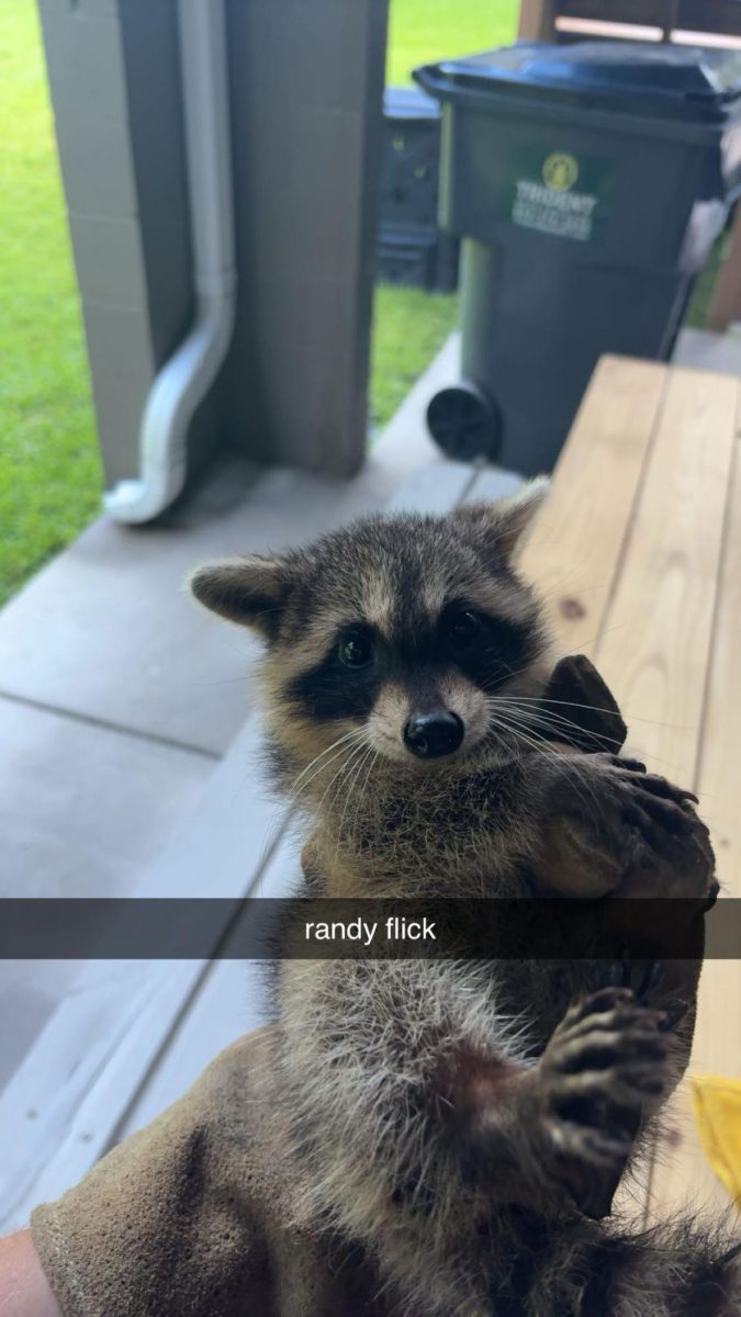 Randy, My old pet Raccoon